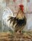 Farmhouse Rooster Poster Print by Sally Swatland - Item # VARPDX17573